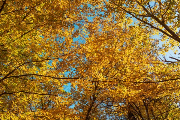 Ormanda Sarı Sonbahar Yaprakları — Stok fotoğraf