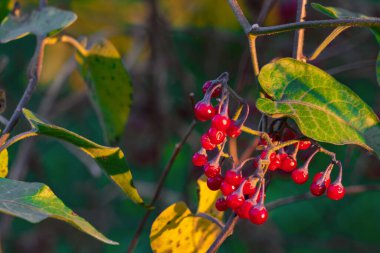 Dalda Solanum dulcamara üzümü