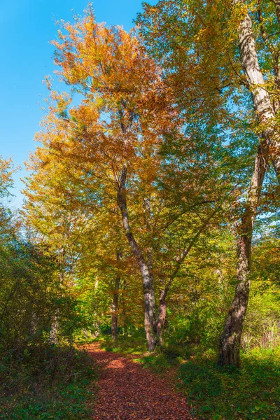 Bela Floresta Outono Dia Ensolarado — Fotografia de Stock