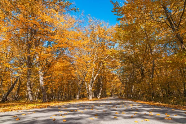 Asfaltweg Door Herfst Bos — Stockfoto