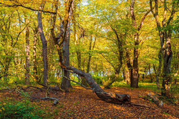 Bela Floresta Outono Dia Ensolarado — Fotografia de Stock
