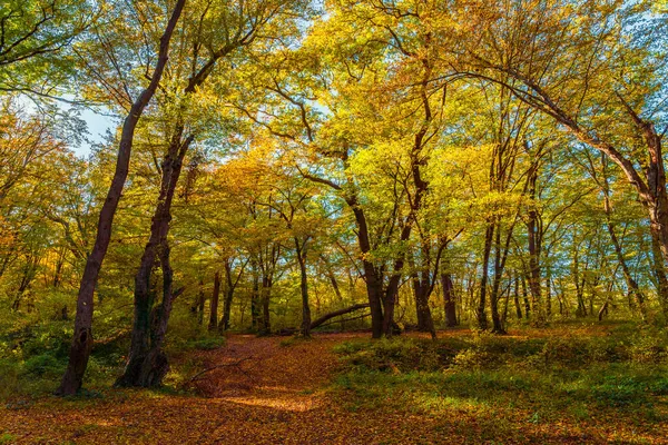 Güneşli Bir Günde Güzel Bir Sonbahar Ormanı — Stok fotoğraf