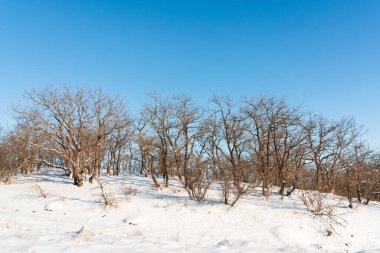 Bare trees in a mountain forest in winter season