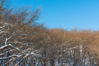 Bare trees in a mountain forest in winter season