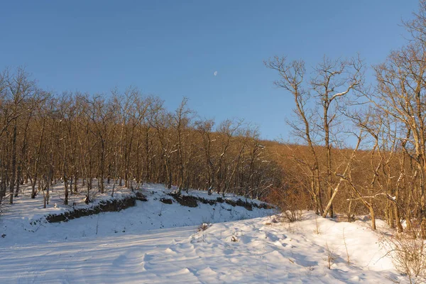 Camino Cubierto Nieve Entre Bosque Montaña —  Fotos de Stock