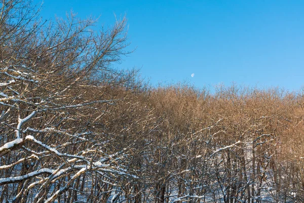Bare trees in a mountain forest in winter season