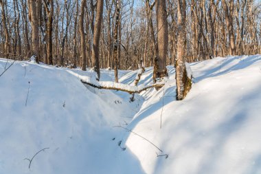 Morning in a snowy winter forest