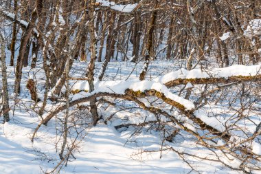 Morning in a snowy winter forest
