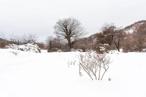 Forêt Montagne Couverte Neige Épaisse — Photo