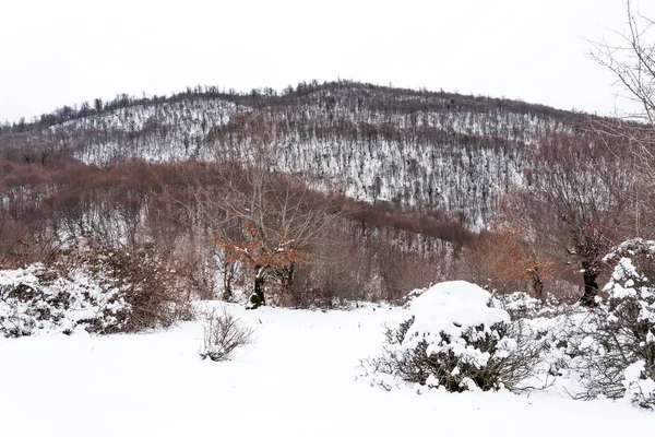 Forêt Montagne Couverte Neige Épaisse — Photo
