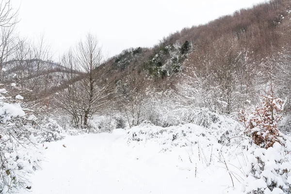 Mountain Forest Covered Deep Snow — Foto Stock