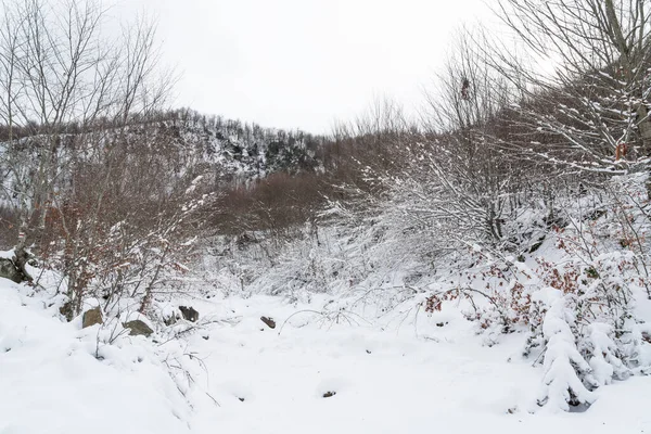 Forêt Montagne Couverte Neige Épaisse — Photo