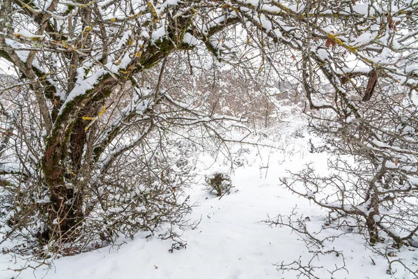Dağ Ormanı Derin Karla Kaplı — Stok fotoğraf