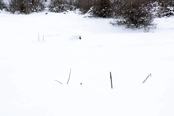 Bush Sobresale Nieve Profunda — Foto de Stock