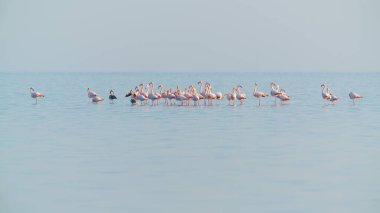 Mavi suda yürüyen ve beslenen pembe flamingo sürüsü
