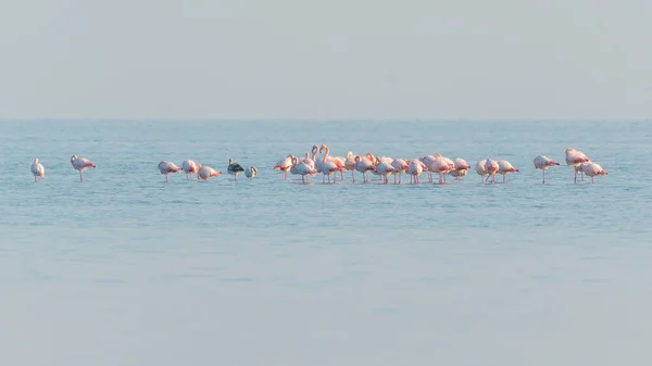 Bandada Flamencos Rosados Caminando Alimentándose Agua Azul — Foto de Stock