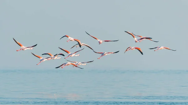 飛行中のピンクのフラミンゴの群れ — ストック写真