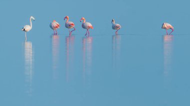 Mavi suda yürüyen ve beslenen pembe flamingo sürüsü