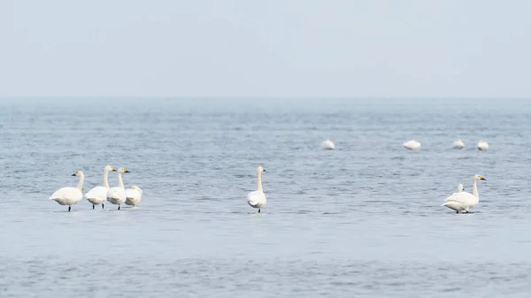 Wild White Swans Pond — Stock Photo, Image