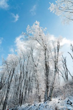 Donmuş çıplak ağaçlar mavi gökyüzüne karşı