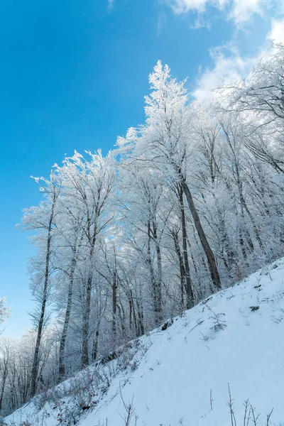 Frozen Bare Trees Blue Sky — Stock Photo, Image