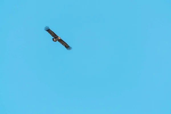 Silhouette Steppe Águila Volando Cielo Azul — Foto de Stock