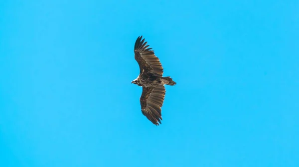 Silhouette Steppe Eagle Flying Blue Sky — Stock Photo, Image