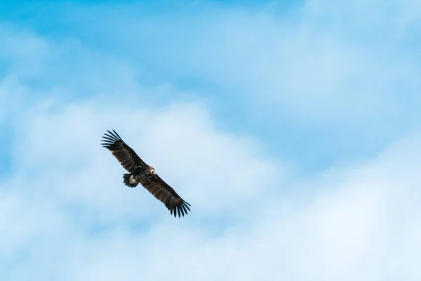 Silhouette Steppe Águila Volando Cielo Azul — Foto de Stock