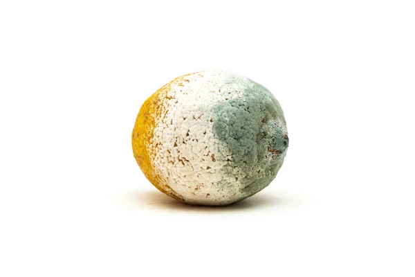 Citron Täckt Med Mögel Vit Bakgrund — Stockfoto