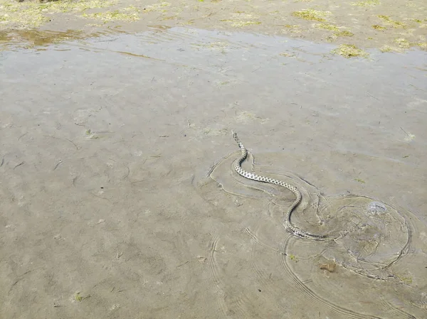 Water Snake Shore — Zdjęcie stockowe