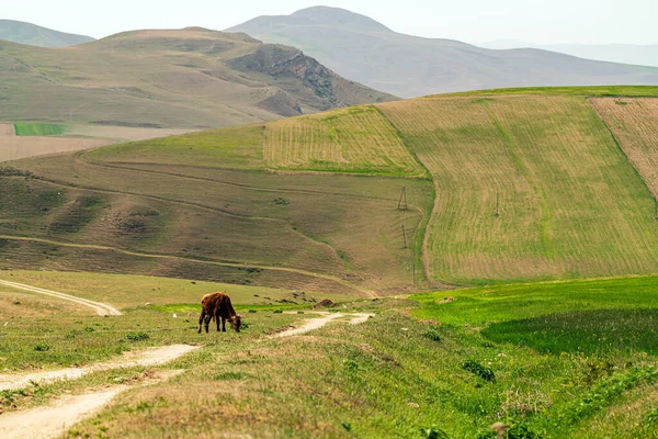 Прив Язана Корова Випасує Лузі — стокове фото