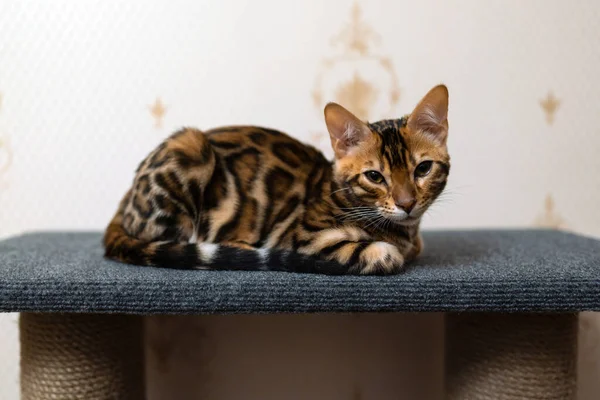 Retrato Gatito Bengala Juguetón Imágenes de stock libres de derechos