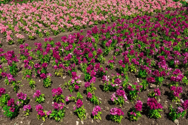 Flower Bed Pink Flowers — стоковое фото