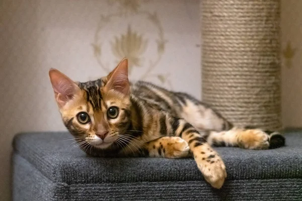 Portrait Playful Bengal Kitten Telifsiz Stok Fotoğraflar