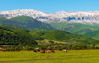 A herd of cows and sheep grazes on a green meadow in the mountains