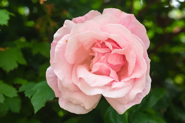 Rosa Jardín — Foto de Stock