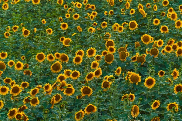 Sunflower Field Sunset Time — Photo