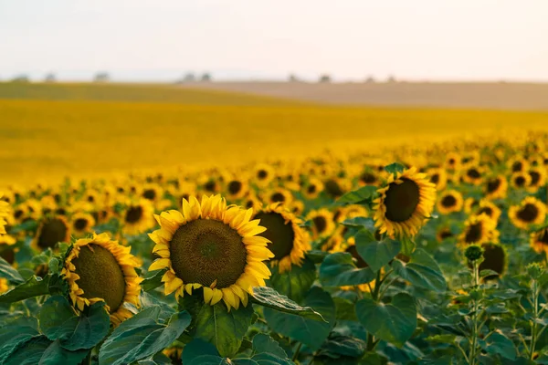Sunflower Field Sunset Time — Photo