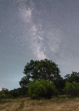 Geceleri meşe ağacı