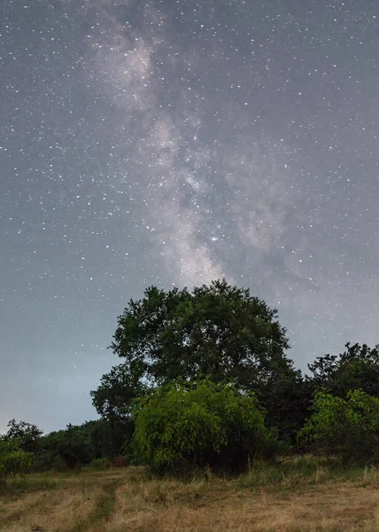 Old Oak Tree Night — Foto Stock