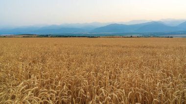Bereketli buğday tarlası