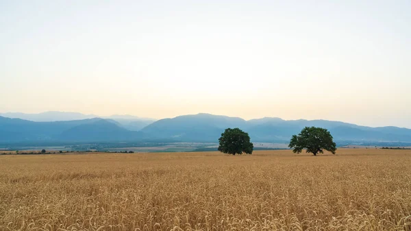 Tree Wheat Field Front Mountains — Stock Photo, Image