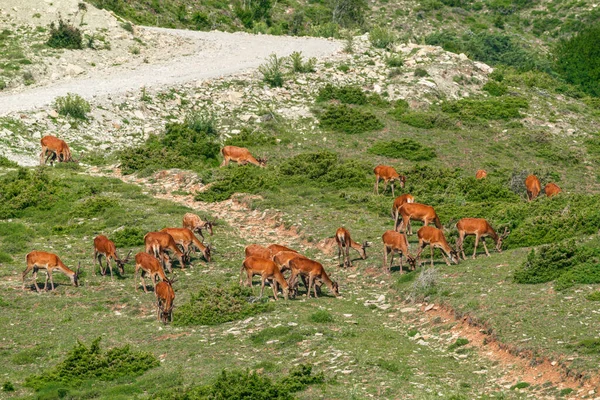 Herd Deer Grazes Mountain Slope —  Fotos de Stock