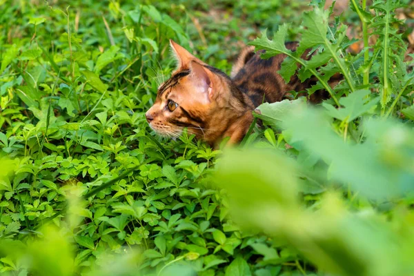 Beautiful Young Bengal Cat Garden —  Fotos de Stock