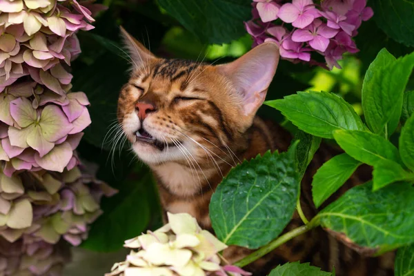 Mooie Jonge Bengaalse Kat Tuin — Stockfoto