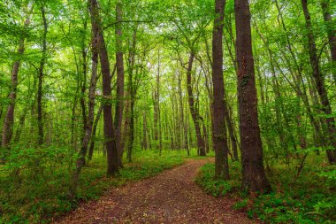Path in the green dense summer forest