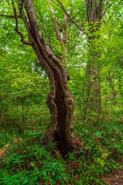 Old crooked tree in the green forest