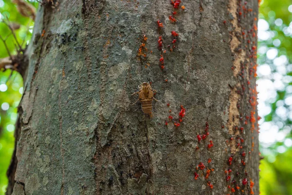 Larva Mariposa Tronco Árbol — Foto de Stock