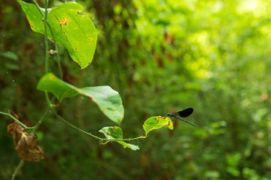 Yusufçuk yaprağın üzerinde oturur.