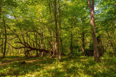 Yeşil ormanda devrilmiş büyük bir ağaç